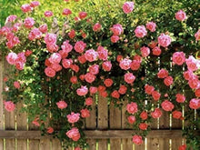 Hellrosa Stockrose Seeds for seasonal color across the Vibrant Garden