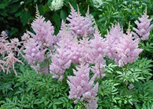 Astilbe Seeds for reliable seasonal color