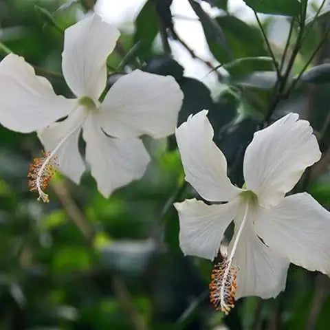 Gypsophila Rainbow Easy Grow Plant - for planting in home garden