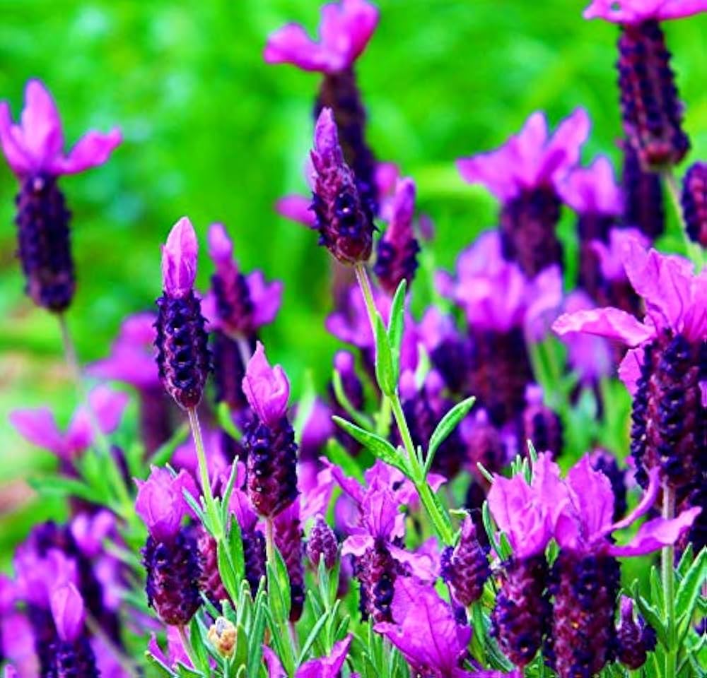 Lavender Lavandula Angustifolia Provence Flower Seeds for Planting – Fragrant Herb for Home Garden and Pots