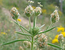 Indian Psyllium Plantago ovata for planting in herb garden