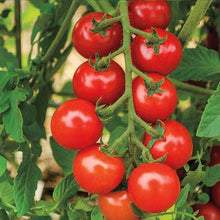 Lake Tomato Seeds (Solanum lycopersicum) for a fresh homegrown crop from the Home Gardens