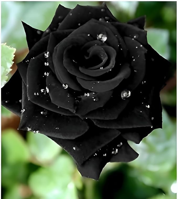 Black Rose (Rosa spp.) bonsai seeds for planting in home garden