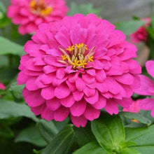 Zinnia Bright Giant Seeds (Zinnia elegans) for seasonal color across the backyard garden and planting