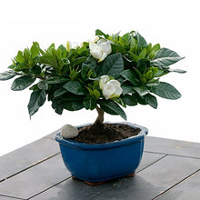 Black Gardenia Seeds for a colorful addition to any planting