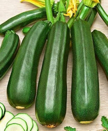 Dark Green Zucchini Summer Squash Seeds for growers stocking the Reliable Garden Yields