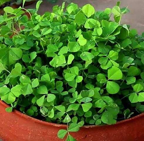 Green Methi Plants for a colorful addition to any planting