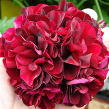 Bright Red Geranium Seeds (Pelargonium hortorum) for colorful blooms in the Flower Urban Garden
