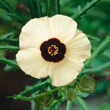 Hibiscus Trionum 'Simply Love' Seeds (Blooms from) for growers seeking a long-blooming display