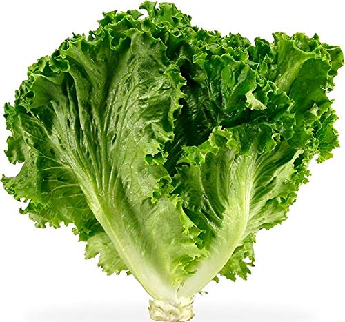 Green Ice Cream Lettuce (Lactuca sativa) for organic vegetable garden planting