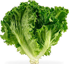 Green Ice Cream Lettuce (Lactuca sativa) for organic vegetable garden planting