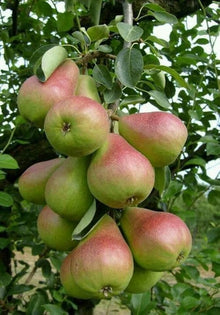 Pear Seeds (Pyrus communis) for sweet homegrown fruit in the Home Garden