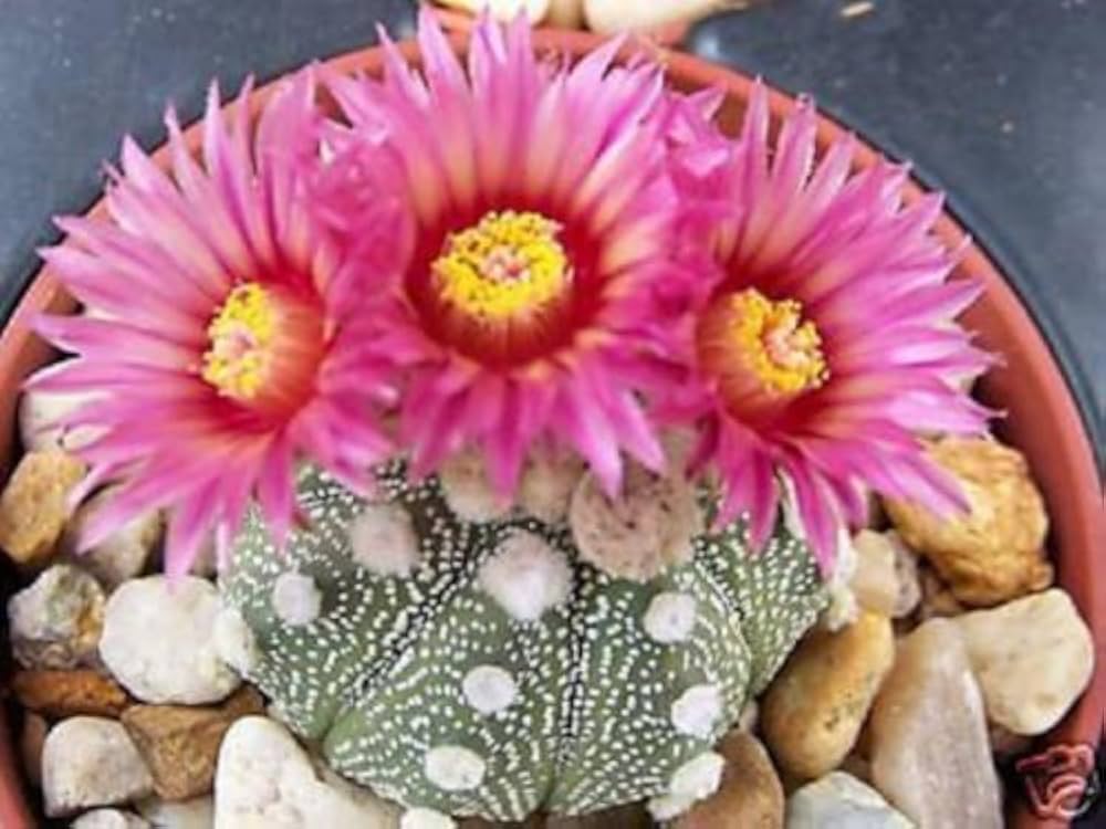 Astrophytum Super-KABUTO Red for planting in exotic cactus collection