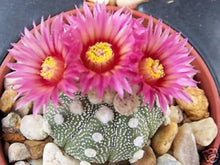 Astrophytum Super-KABUTO Red for planting in exotic cactus collection