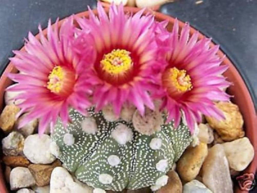 Astrophytum Super-KABUTO Red for planting in exotic cactus collection