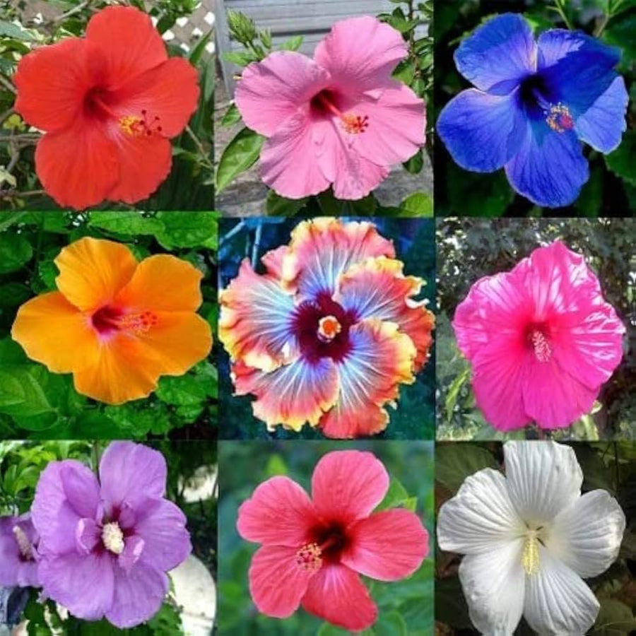 Miniature Rose Mixed Colors Flower - for planting in home garden