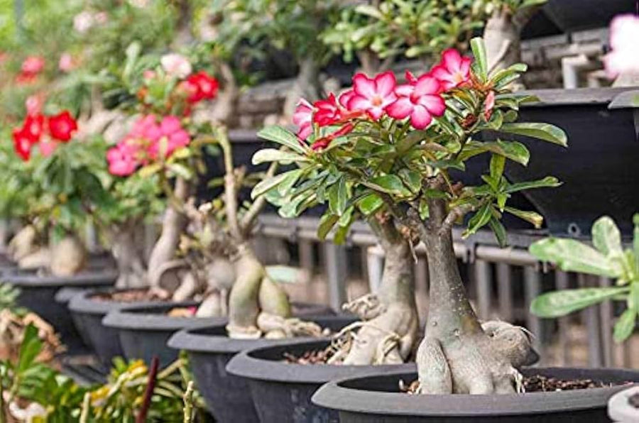 Desert Rose Bonsai ��������� Adenium obesum ��������� for indoor bonsai gardening