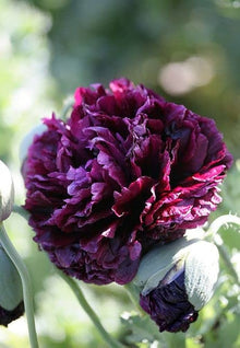 Peony Root (Paeonia lactiflora) seeds for home garden planting