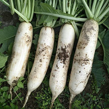 Japanische Rettich Daikon NON-GMO Samen Seeds for reliable seasonal color