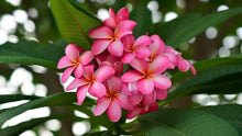 Plumeria (Frangipani Seeds valued for exotic Flowering Hawaiian Lei Decoration