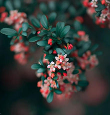 Cotoneaster Horizontalis Rock Cotoneaster Shrub Seeds for gardeners building out beds and borders