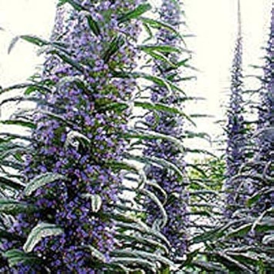 Echium Pininana Blu Campanile Rosette for garden planting