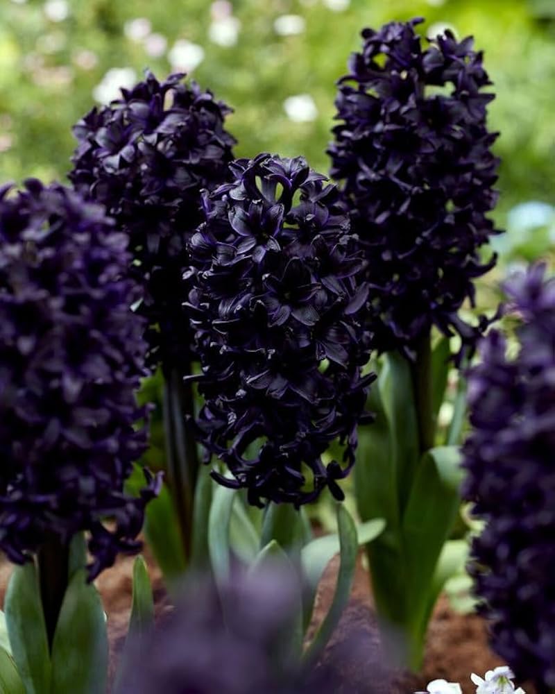 Black Hyacinth (Hyacinthus orientalis) for planting in home or outdoor garden