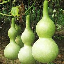 Calabash Long Squash Seeds (Lagenaria siceraria) for growers stocking the Vegetable Patch