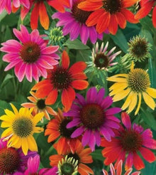 Hardy Perennial Echinacea 'Cheyenne Spirit Mixed' Seeds prized for cutting Landscaping