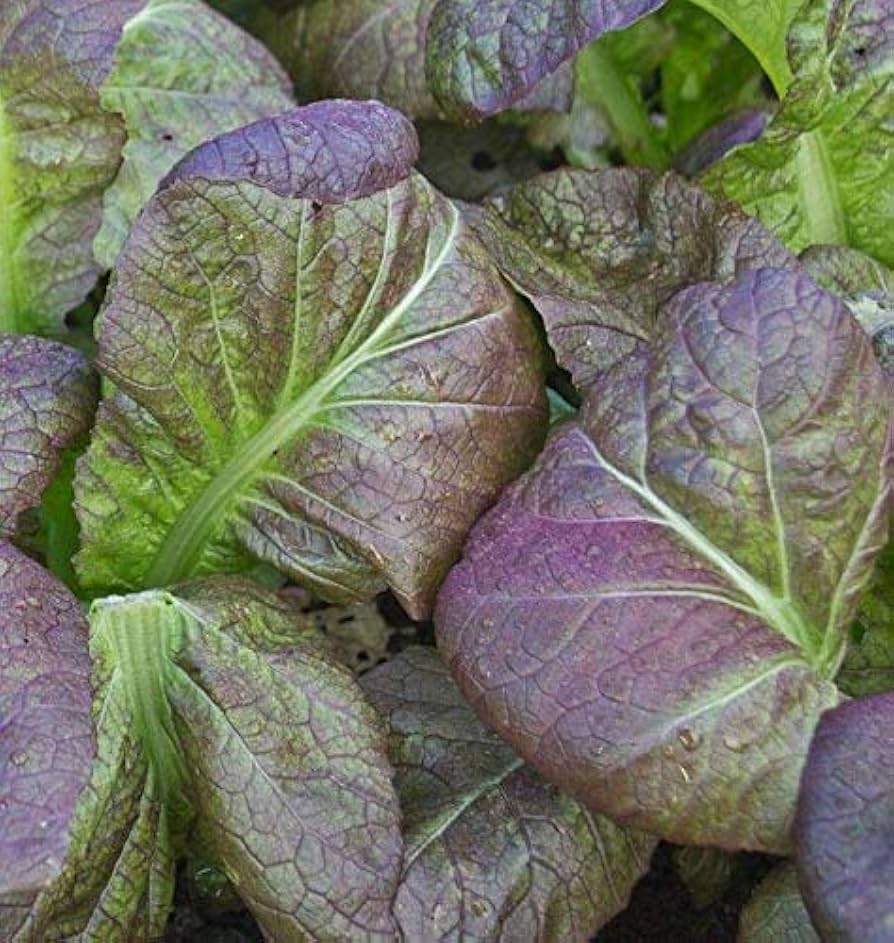 Osaka purple mustard seeds broad-leafed
