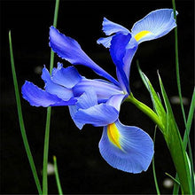 Orchid Phalaenopsis Iris Seeds valued for indoor Orchids