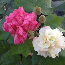 Hibiscus Seeds (Hibiscus mutabilis) for colorful blooms in the Potted Flower Bed