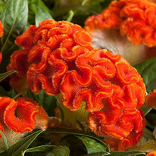 Orange Cockscomb Seeds for seasonal color across the Garden Display