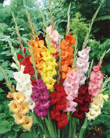 Organic Bulbs for reliable seasonal color