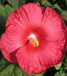 Dinnerplate Hibiscus Seeds (Hibiscus moscheutos) for seasonal color across the large flower landscaping and garden planting
