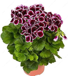 Geranium Seeds (Pelargonium hortorum) for seasonal color across the backyard garden or patio planters