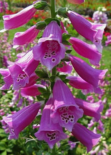 Fritillaria flower Seeds (Fritillaria meleagris) for colorful blooms in the shaded garden spaces or decorative borders