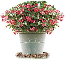 Begonia Seeds (Begonia semperflorens) for growers filling out the home garden beds or indoor containers