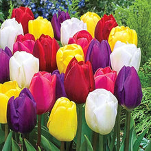 Army Green: Perfume Tulip Seeds for long-term planting in the yard
