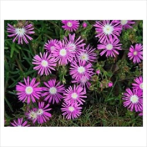 Table Mountain Ice Plant Delosperma cooperi succulent flower seeds for planting in rock gardens and borders