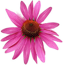Echinacea Luster Mix Seeds for seasonal color across the perennial beds