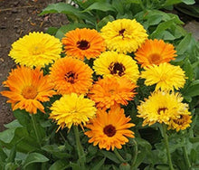 Yellow Seeds (Calendula officinalis) valued for flower Companion Planting