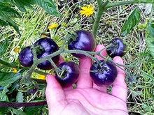 Blue Berries Tomato Seeds for a reliable harvest in the Your Garden