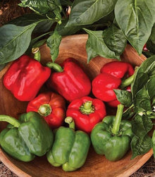 Sweet Red Bell Pepper Capsicum annuum for planting in vegetable patch