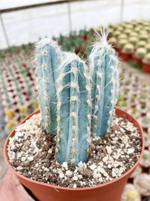 Blue Cactus Seeds (Pilosocereus azureus) for easy-care planting in the rock garden and indoor pot planting