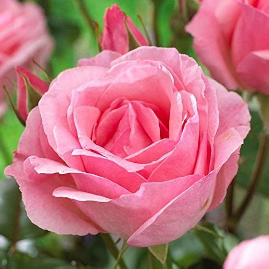 Yellow Pink Shrub Rose Flower - for planting in home garden