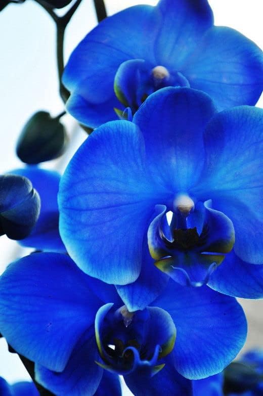 Deep Blue Orchid Perennial Flower - for planting in home garden