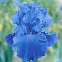 Novelty Iris Butterfly Flower Orchid Plant Seeds for growers seeking a long-blooming display