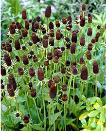 Green Wizard Seeds (Rudbeckia hirta) for a lasting display in the Flower Bed & Home Garden