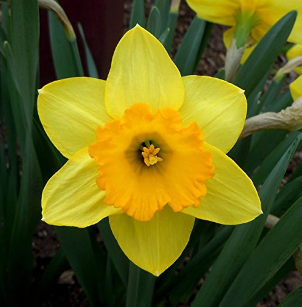 Black Daffodil (Narcissus spp.) for planting in water gardens